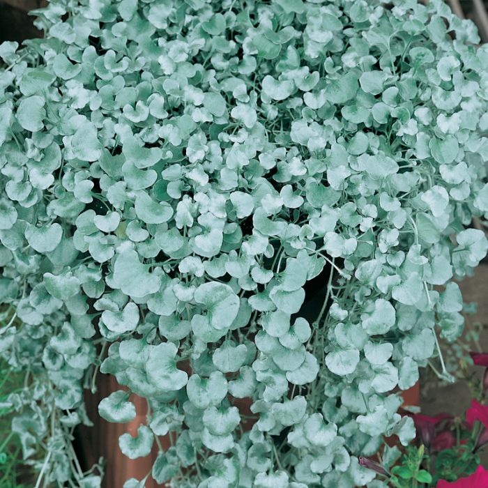 Dichondra