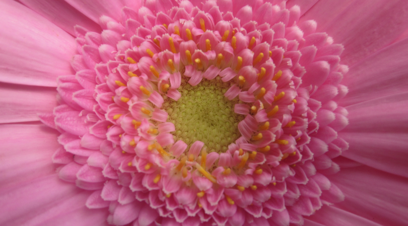 Watering gerbera daisies