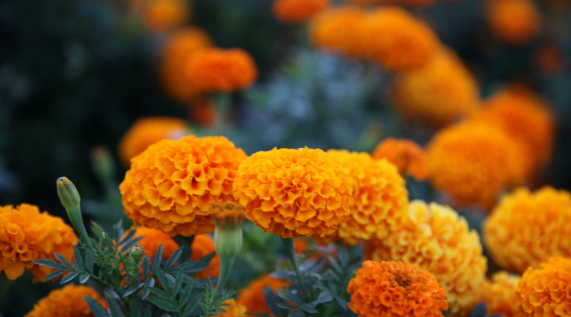 Watering marigolds