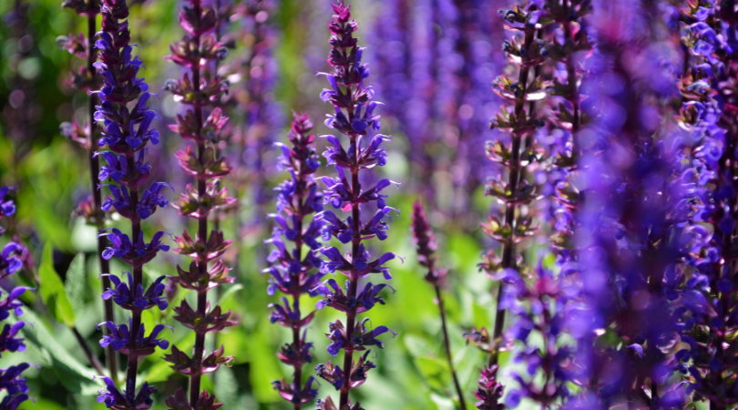 Watering salvia