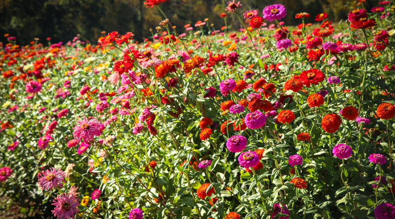 Watering zinnias