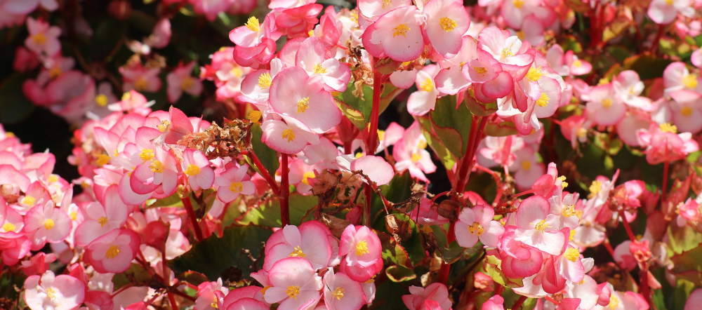 Begonia plants are easy care