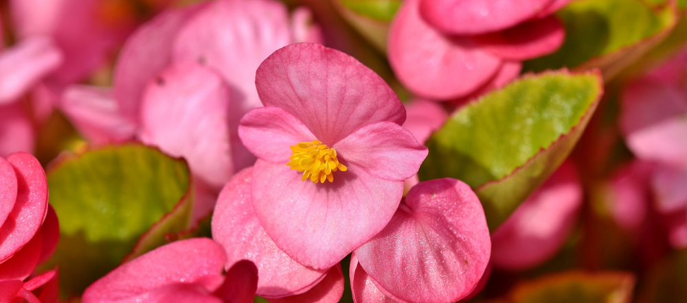 Benefits of begonia plants