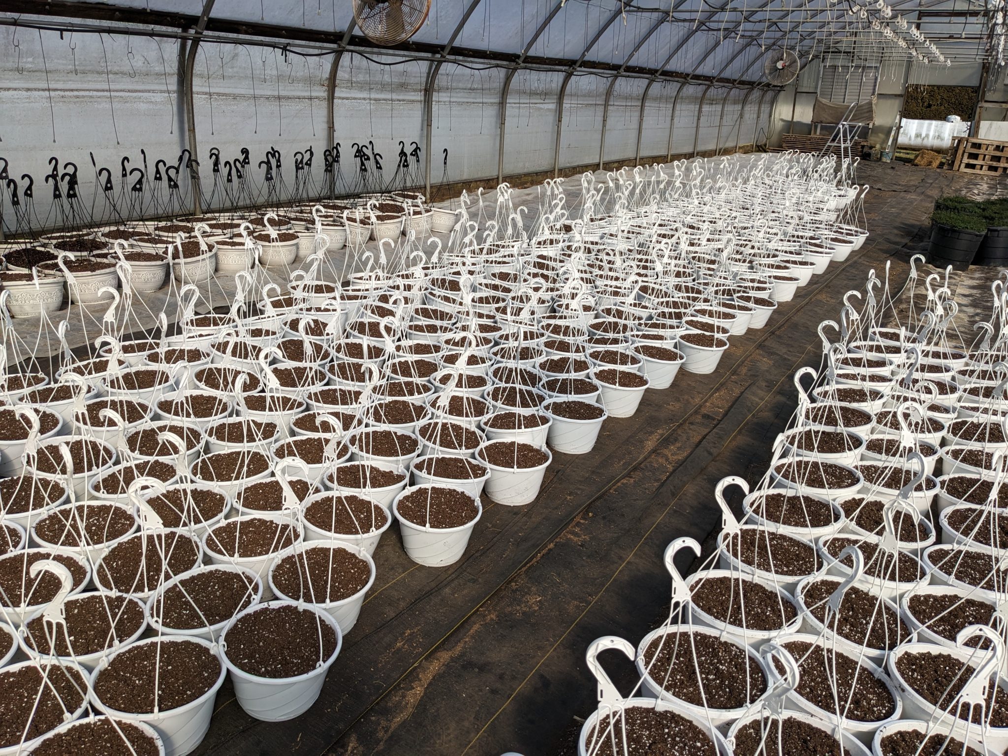 Growing Lemongrass in a Hanging Basket