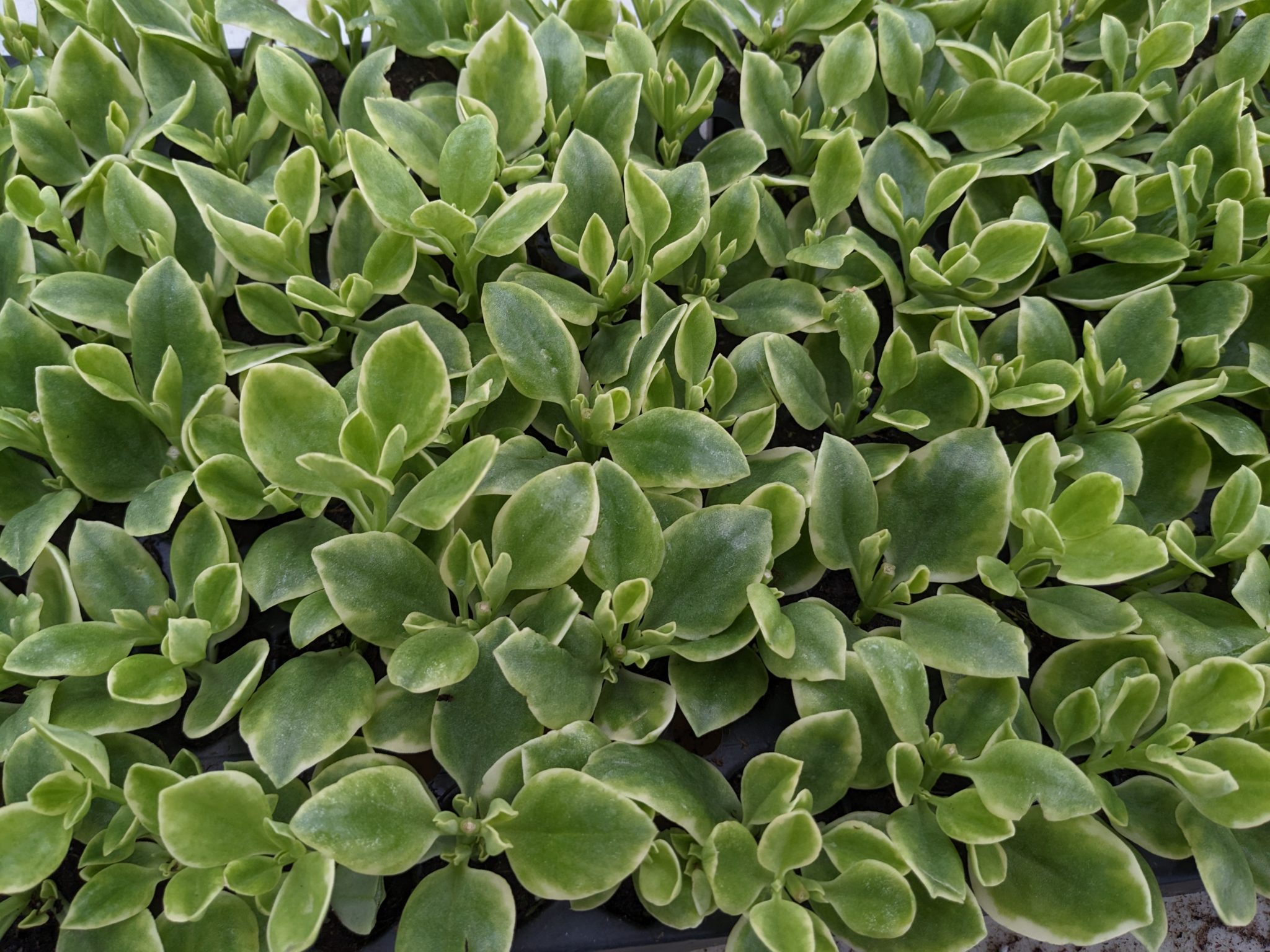 Growing Mezoo Trailing Red in a Hanging Basket