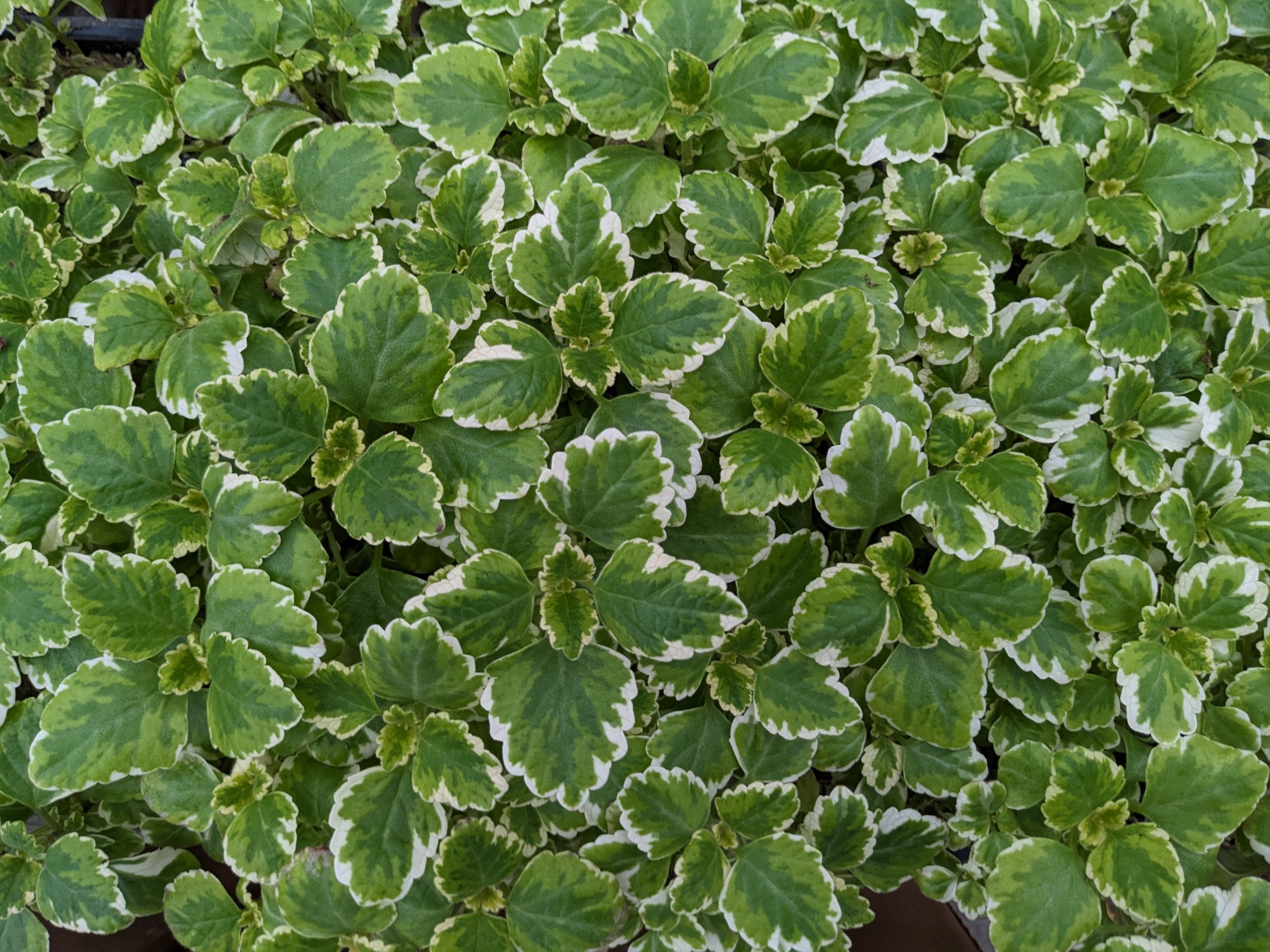 Swedish ivy plants