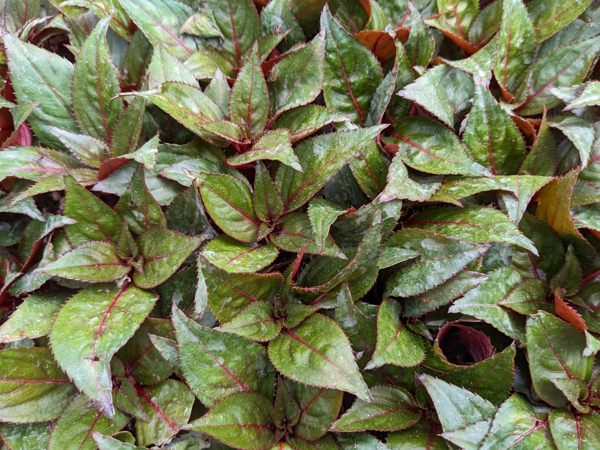 Growing New Guinea impatiens in a Hanging Basket
