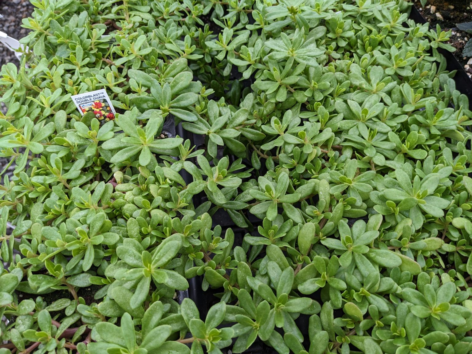 Growing Portulaca in a Hanging Basket