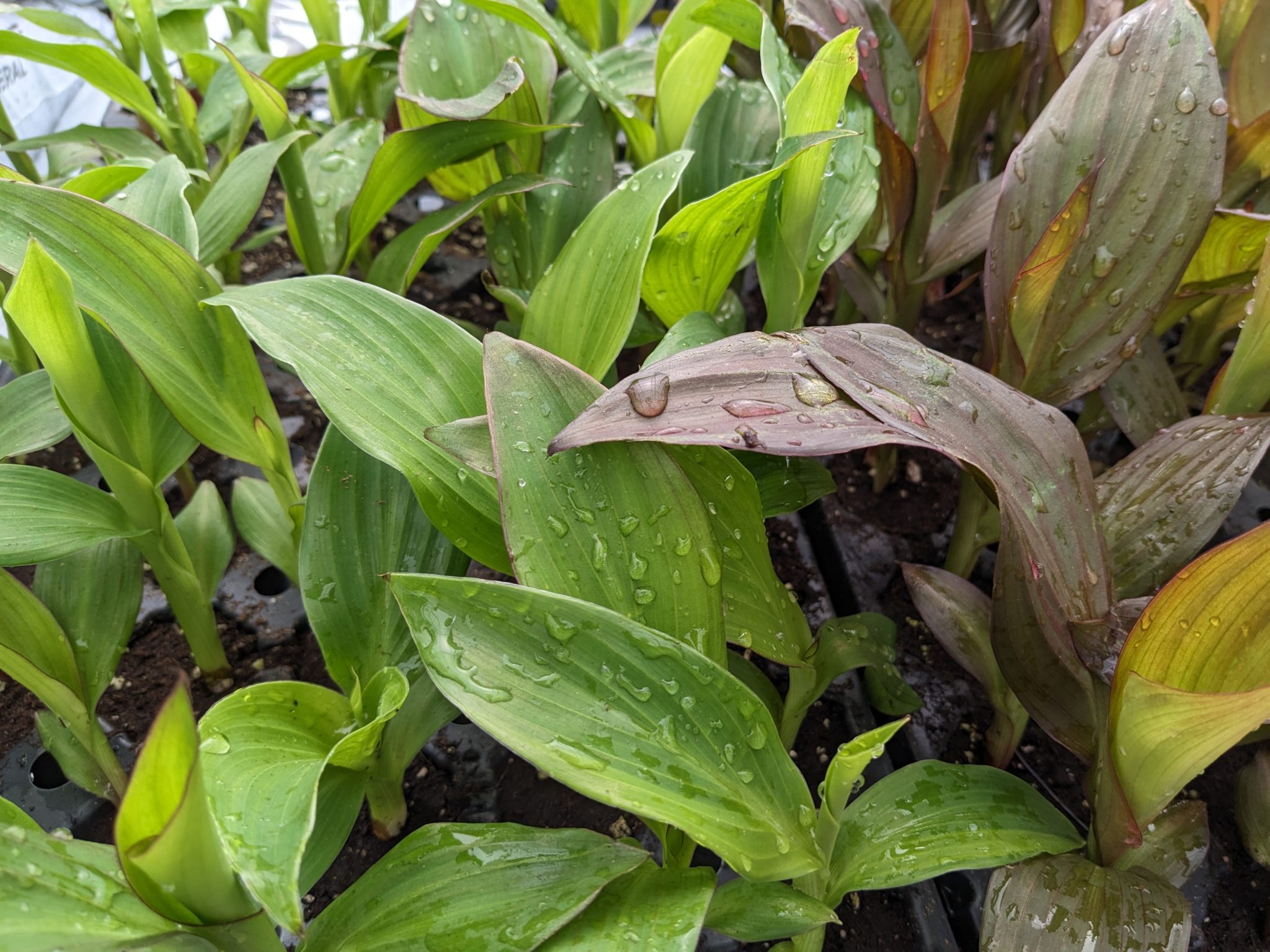 Growing Canna Lilies in a Hanging Basket