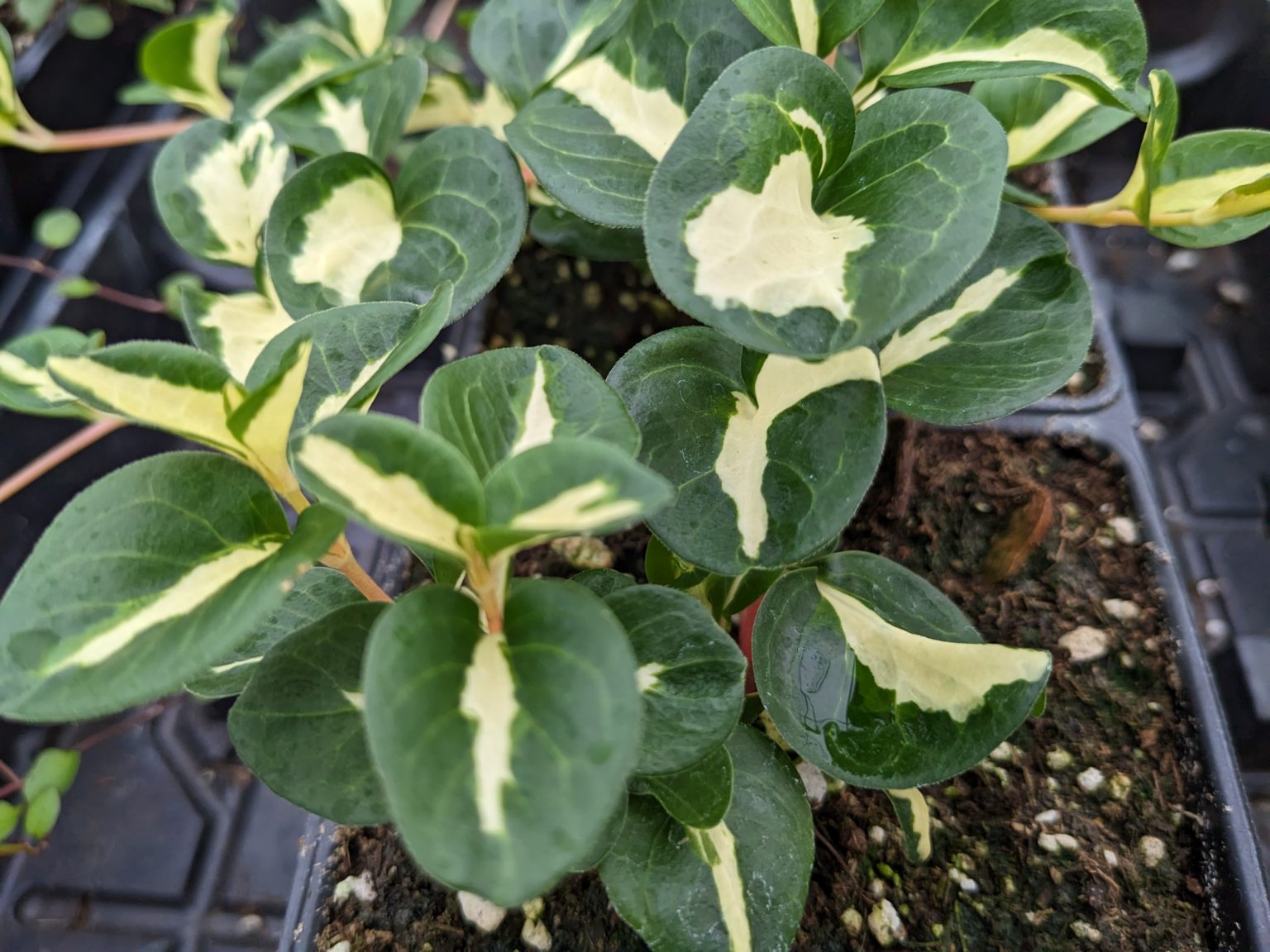 Growing Vinca Vines in a Hanging Basket