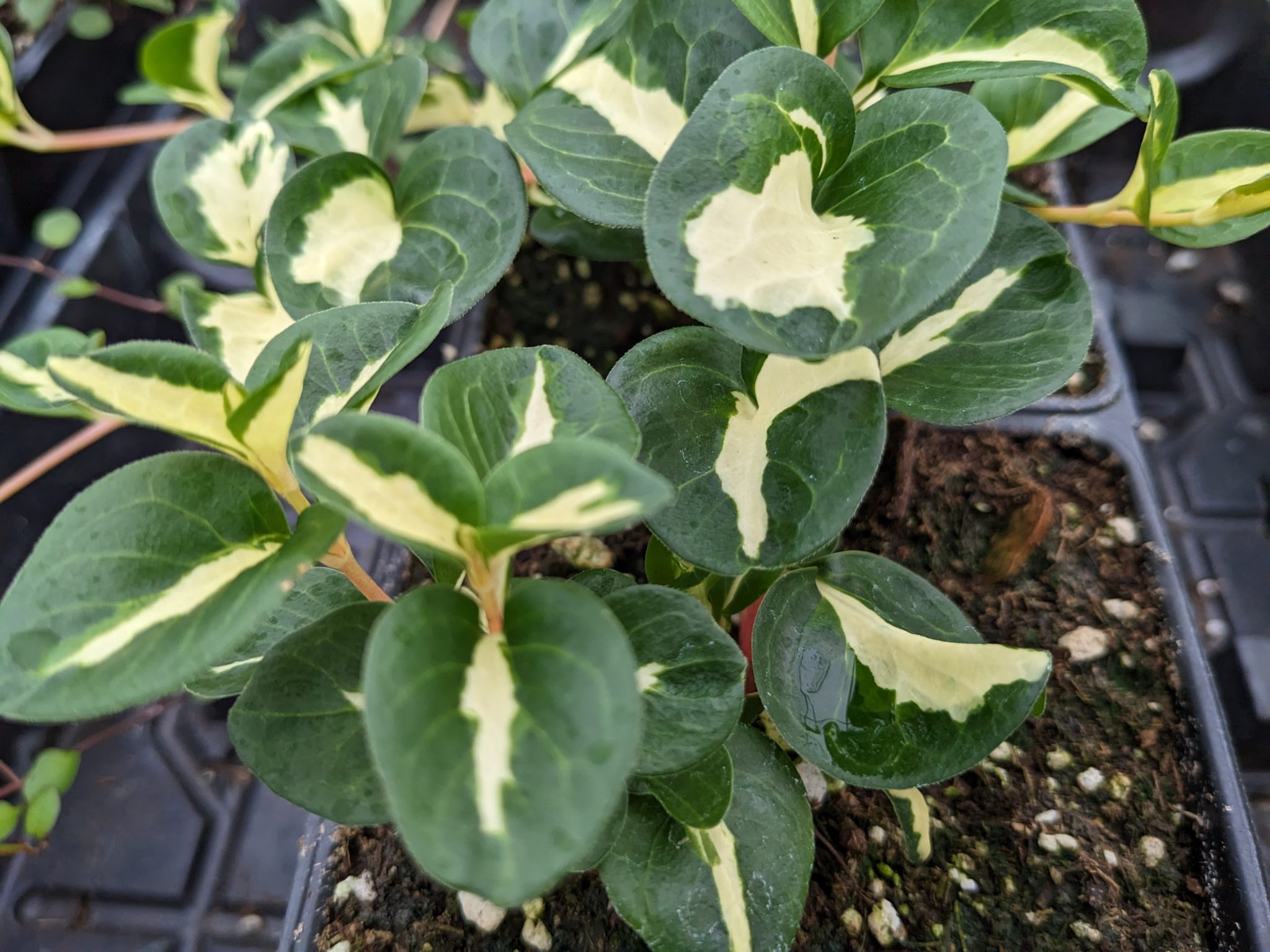 Growing Vinca Vines in a Hanging Basket