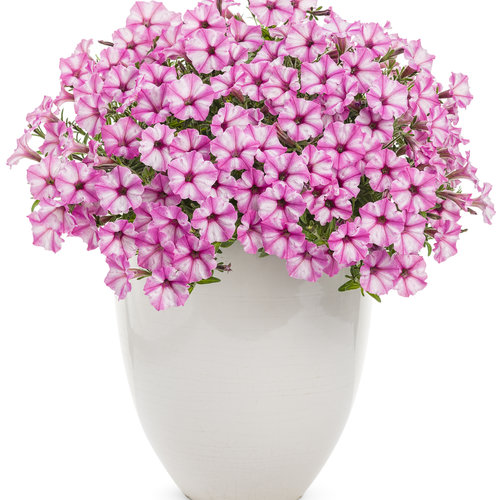 Supertunia Mini Vista Pink Star