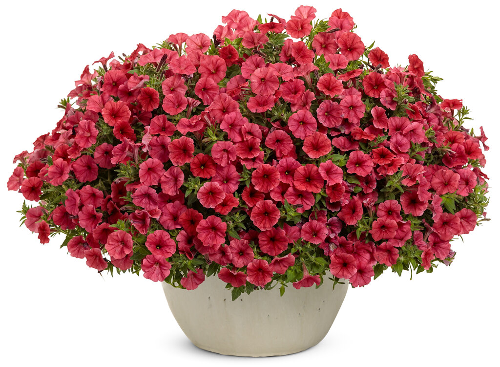 Supertunia Mini Vista Scarlet