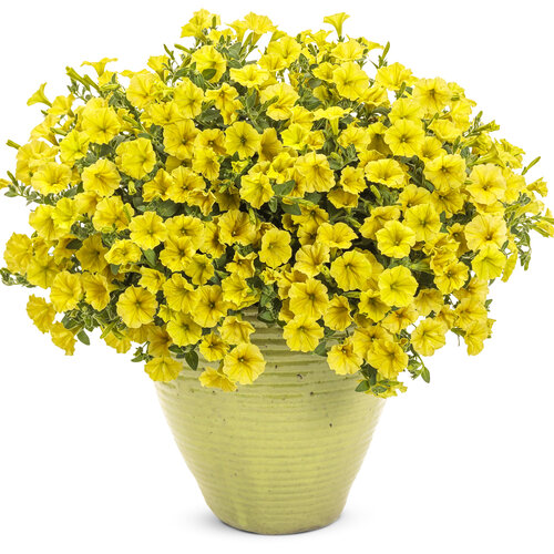 Supertunia Mini Vista Yellow