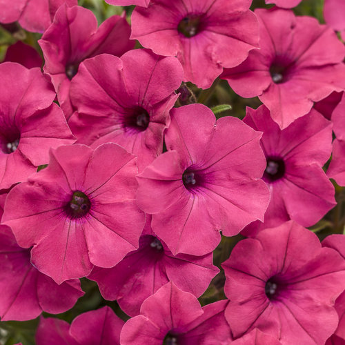 Supertunia Vista Fuchsia