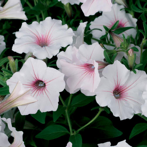 Supertunia Vista Silverberry